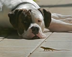 Lizard and dog