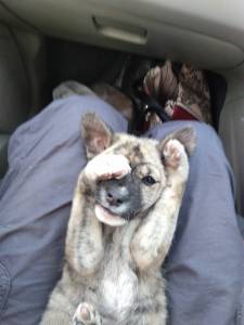 15303996_10154925943104406_1285184358_o