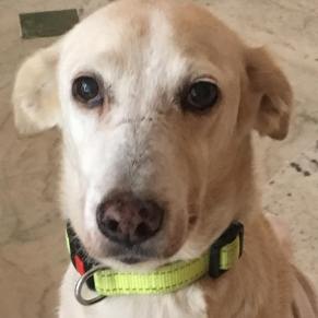 19250535_771845229642994_6012750710941894755_o