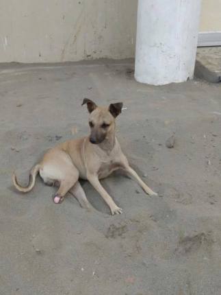 26991913_745042175691967_123015134319575558_n